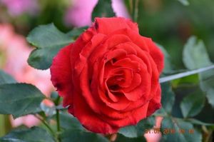 Розы нашего сада. Часть 7. Башкирки и Тантау 2016