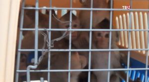 В Домодедово у гражданки Вьетнама отобрали 15 детенышей обезьян