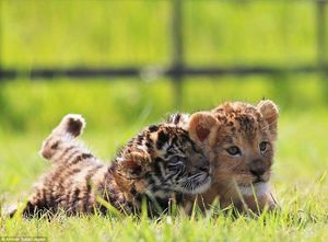 В японском сафари-парке живут неразлучные друзья — львёнок и тигрёнок