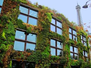 Это всё – Париж, в котором на законодательном уровне разрешено частное внешнее озеленение