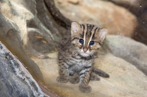 В зоопарке Денвера впервые родился детеныш кошки-рыболова