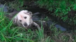 20 лет этот пес верно служил своей хозяйке, но это не помешало ей выбросить его умирать в канаву…