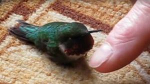 Спасение замершего колибри