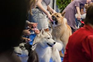 Выставка собак в России