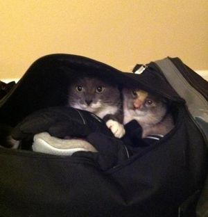 Кошки и собаки, которые хотят в отпуск вместе с хозяевами (15 фото)