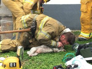 Пожарные спасли собаку, сделав ей искусственное дыхание