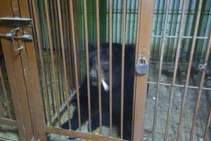 Зоозащитник Карен Даллакян привезет из разорившегося томского зоопарка медведицу Маню