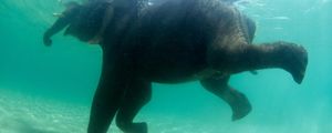 Жестокие эксперименты показали, что большинство млекопитающих умеет плавать