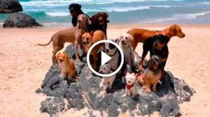 Мужчина привез спасённых собак на пляж. Позитив для всех на весь день!