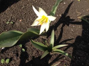 Цветы марта. Ботанические тюльпаны и … прочие луковичные