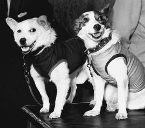Собаки Белка и Стрелка. 50 лет со дня старта на орбиту