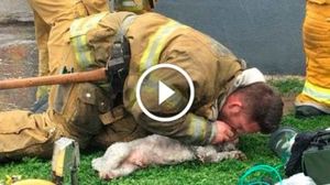 Пожарный, который оживил собаку, стал героем интернета! Вот это Человек!