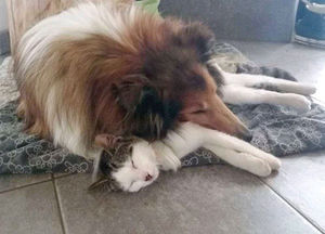 Кошка и собака спят вместе с первого дня встречи.