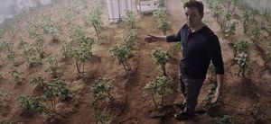 Перуанские ученые вырастили картофель в «марсоподобных» условиях