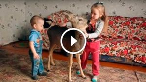 На Урале семья спасла раненного и обезвоженного оленёнка