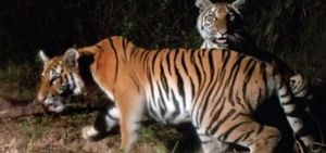 В Таиланде нашли популяцию редчайших тигров