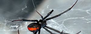 9 самых ядовитых пауков в мире