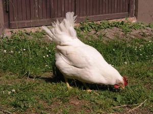 Британские ученые решили спор о курице и яйце.