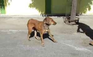 Спасение застенчивой раненой бездомной собаки!