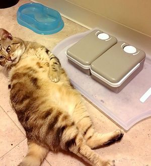 История про большого кота, который сидел на диете…)