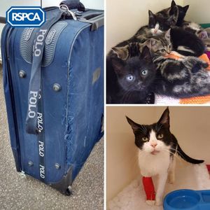 В Великобритании спасли кошку и котят, которых засунули в чемодан и выкинули