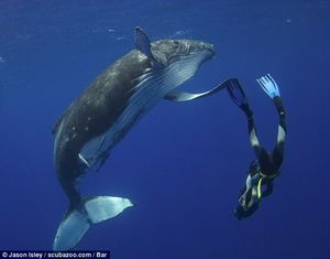 Танец дайвера с детенышем кита