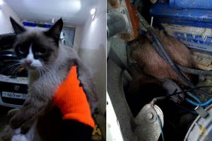 Из Томска до Омска кошка проехала под капотом Скорой помощи