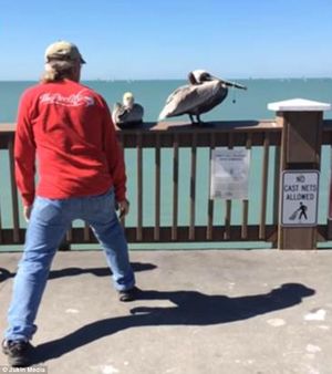 В США пеликана освободили от рыболовной лески, в которой он запутался