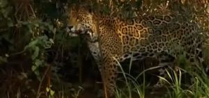 Поразительный животный мир: как ягуар способен побороть хищника сильнее себя