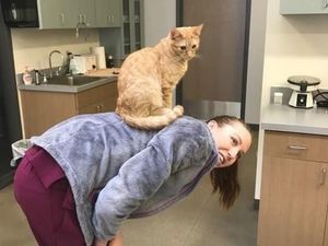 В Колорадо кот помогает пациентам ветклиники справиться со стрессом