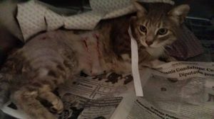 Кошка, пострадавшая от нападения собак, взяла опеку над… щенком