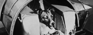 10 фактов о Лайке, первой собаке в космосе