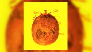 В куске янтаря найден древний клещ с кровью, "заправленной" паразитами
