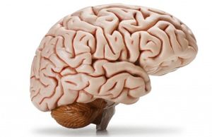9 причудливых фактов о мозге, о которых раньше вы не слышали