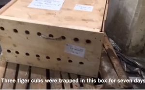 Зоозащитники Ливана выхаживают трех тигрят, отправленных с Украины в Сирию в тесном ящике