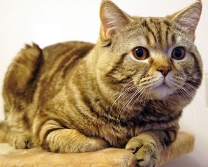 Фелинотерапия: когда кошка превращается в доктора