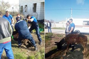 В Крыму спасатели вытащили из ямы ослика