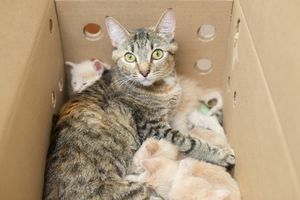 Полосатая «мать-героиня» взяла под опеку 14 котят