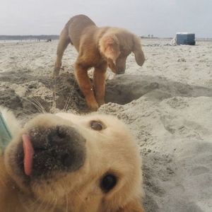 Весёлые фотобомбы с собаками (21 фото)