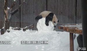 В Торонто панда подралась со снеговиком. Большая панда