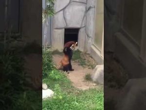 Красная панда обнаружила…КАМЕНЬ!