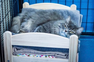 Ikea жертвует кровати для кукол бездомным кошкам
