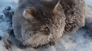 Спасение замерзающего кота в России.