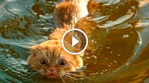 Кот упал в реку и пока человек снимал это на видео, помощь пришла от туда, откуда ее меньше всего ждали!
