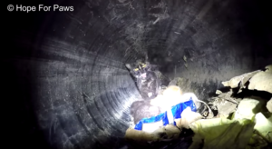 Кошка застряла в водосточной трубе со своими крошечными котятами