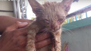 Брошенный котенок с инфицированными глазками нашел любовь и дом!