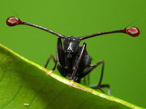 Стебельчатоглазые мухи (лат. Diopsidae). Энциклопедия. Материал для реферата