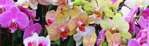 Болезни орхидей Фаленопсис и их лечение, что делать с вредителями, липкими и вялыми листьями, пятнами + фото