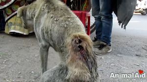 История спасения раненой собаки, которая скиталась по улицам!