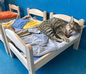 Котятки в кроватке: IKEA подарила канадскому приюту кровати для кошек